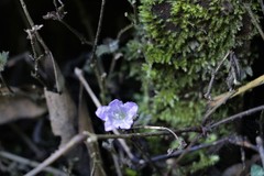 Strobilanthes flexicaulis