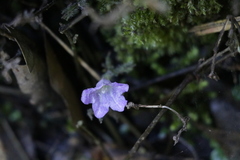 Strobilanthes flexicaulis