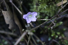 Strobilanthes flexicaulis