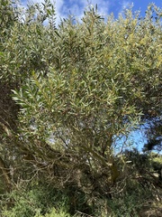 Acacia longifolia longifolia
