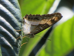 Adelpha leuceria