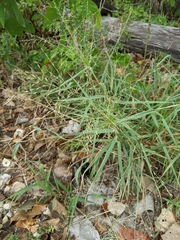 Eragrostis curtipedicellata