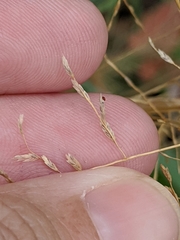 Eragrostis curtipedicellata