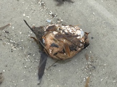 Molgula occidentalis