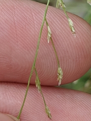 Eragrostis curtipedicellata