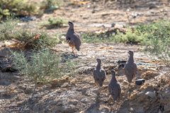 Ammoperdix griseogularis