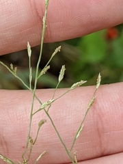Eragrostis curtipedicellata
