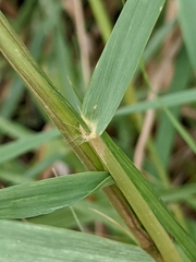 Eragrostis curtipedicellata