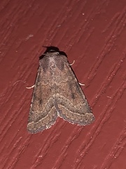 Protorthodes oviduca