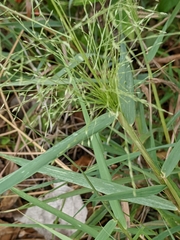 Eragrostis curtipedicellata