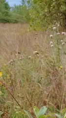 Spinus tristis tristis