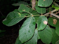 Image of Lonchocarpus costaricensis