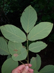 Lonchocarpus costaricensis
