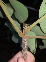 Lonchocarpus costaricensis