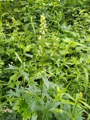 Aconitum carmichaelii