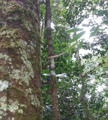 Dendrelaphis caudolineolatus