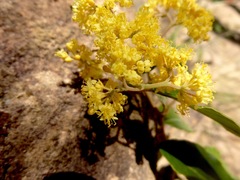 Pomaderris elliptica