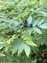 Sambucus racemosa melanocarpa