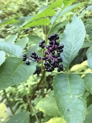 Sambucus racemosa melanocarpa