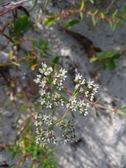 Paronychia erecta corymbosa