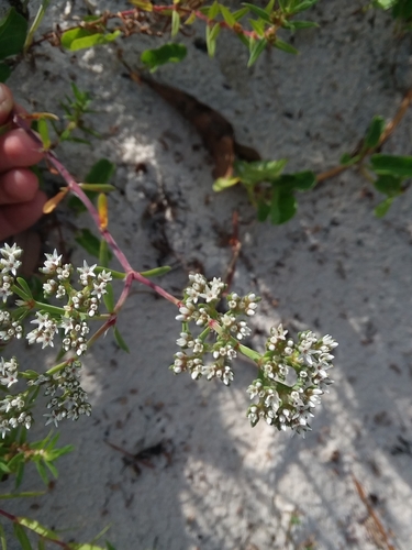 Image of Paronychia erecta by (c) Will McFarland, some rights reserved (CC BY)