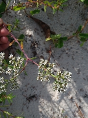 Paronychia erecta corymbosa