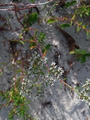 Paronychia erecta corymbosa