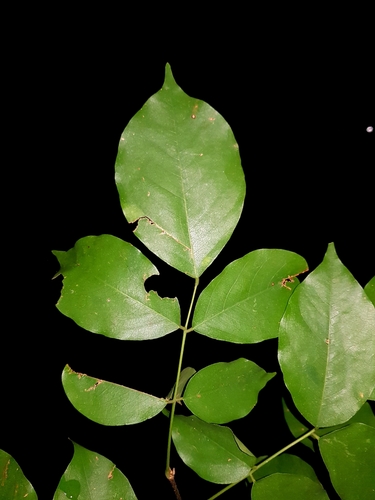 Pterocarpus michelianus image