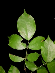 Image of Pterocarpus michelianus
