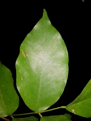 Pterocarpus michelianus