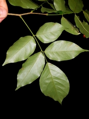 Pterocarpus michelianus