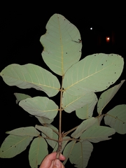 Lonchocarpus costaricensis