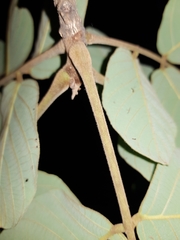 Lonchocarpus costaricensis