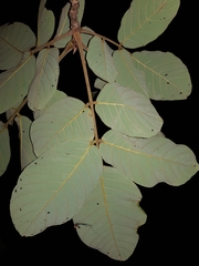 Lonchocarpus costaricensis