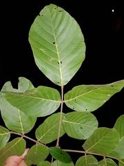 Lonchocarpus costaricensis