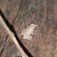 Pseudophilautus cuspis