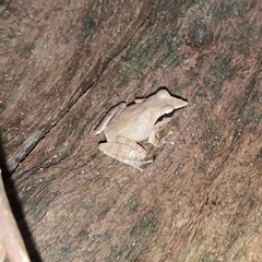 Pseudophilautus cuspis