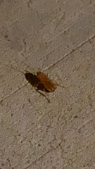 Blattodea