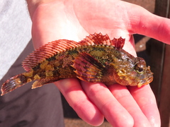 Hemilepidotus hemilepidotus