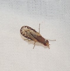 Trypetoptera canadensis