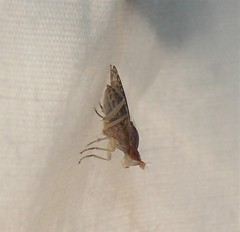 Trypetoptera canadensis