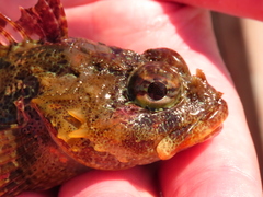 Hemilepidotus hemilepidotus