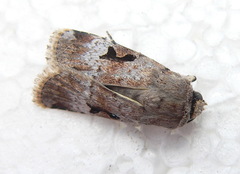 Ariathisa