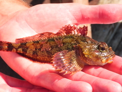 Hemilepidotus hemilepidotus