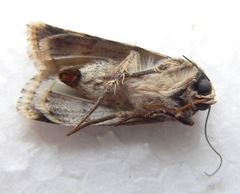 Ariathisa