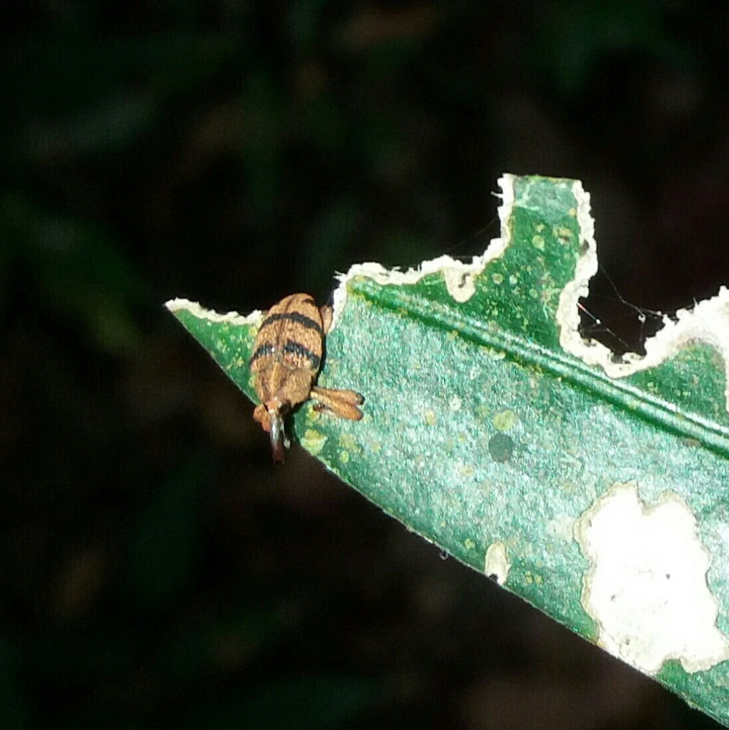 Sternuchopsis comptus