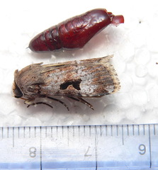 Ariathisa