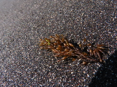Stephanocystis geminata