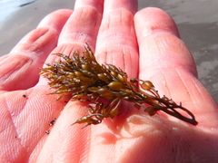 Stephanocystis geminata