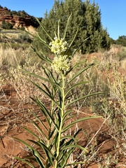 Asclepias labriformis